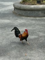 IMG_0237.jpg