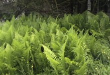 ferns from 2012.jpg