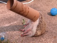 Hedgehog in Tube Sitting.jpg