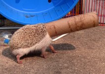 Hedgehog in Tube Walking.jpg