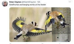 goldfinch brawl.jpg