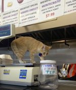 Bodega cat as tip jar checker.jpg