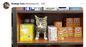 bodega kitty sez get over it.jpg