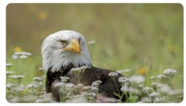 uh, wut? (eagle photo by Albert Beukhof).jpg