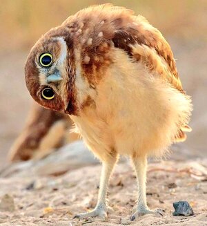 burrowing owl.jpg