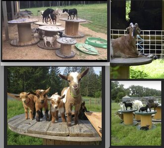 Goats and Cable Spools, a Thing.jpg