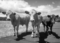 Stanford Cows-105.jpg