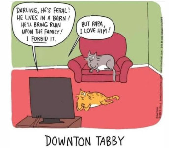 downton tabby.png