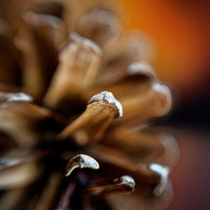 Closeup and Personal With a Pinecone.JPG