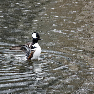 Wing Flapping in the Rain.jpg