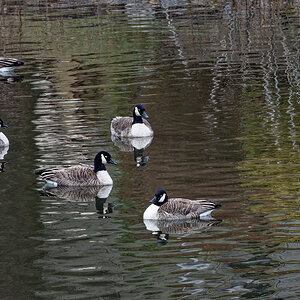 Geese Dozing on the Last Day of 2020.jpg