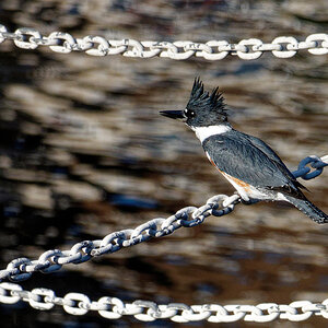 Belted Kingfisher (Female).jpeg