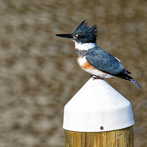 Regina Poses on the Post.jpeg