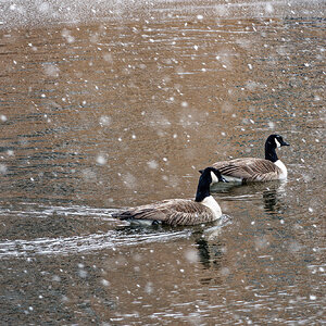 Snowing on the Geese.jpeg