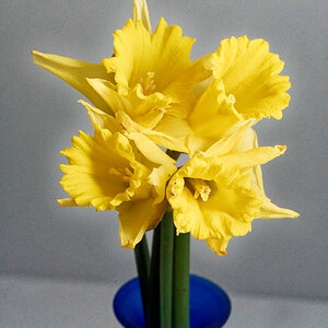 A Cluster of Daffodils.jpeg