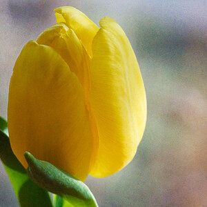 A Single Yellow Tulip.jpeg