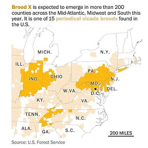 In for a treat - billions of cicadas 2021.jpg