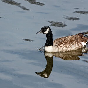 Goose on the Loose.jpeg