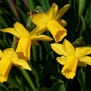 Four Daffies Enjoying the Sunshine.jpeg