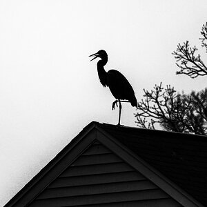 Weathervane?  Nope, It's Alfred!.jpeg