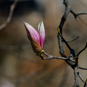 Tulip Magnolia Blossom Beginning to Open.jpeg