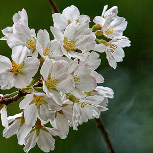 Cherry Blossoms Have Arrived.jpeg