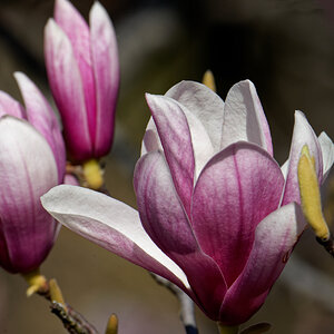 Trio of Tulip Magnolia Blossoms 2.jpeg