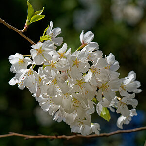 Cherry Blossoms 3.1.jpeg