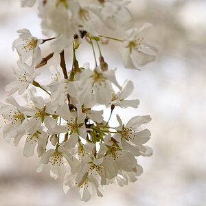 Hanging Blossoms.jpeg