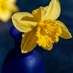 Daffodils in Blue.jpeg