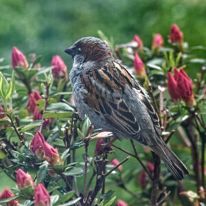 Hanging Out With the Newly Budding Azaleas 1.jpg