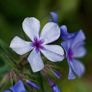 Shades of Lavendar and Cream.jpeg