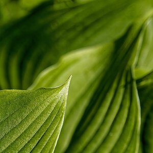 New Hostas Springing to Life.jpeg