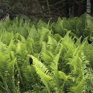 ferns from 2012.jpg