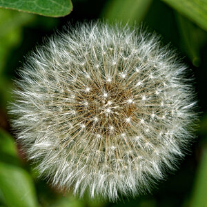 Dandelion Puffery.jpeg