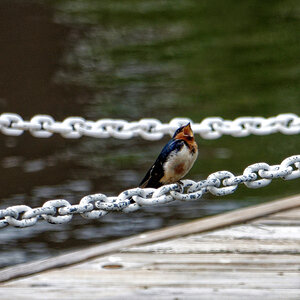 Singing on the Pier.jpeg