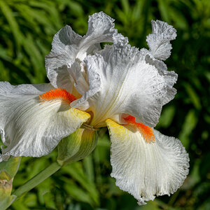 Bearded Iris in Bloom.jpeg