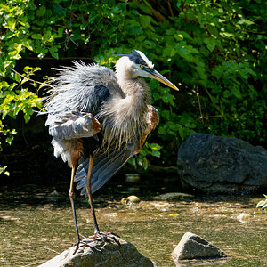 Giving His Feathers a Good Shake.jpeg