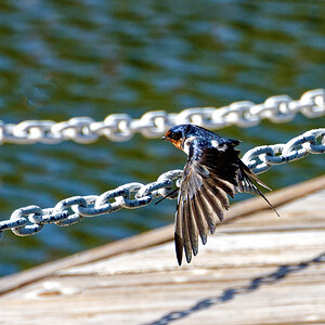 Swallow on the Pier Chains.jpeg