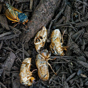 New Cicadas Emerging.jpeg