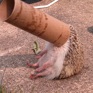 Hedgehog in Tube Sitting.jpg