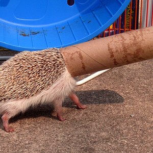 Hedgehog in Tube Walking.jpg