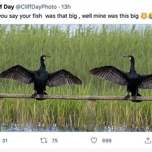 cormorants doin' the brag.jpg