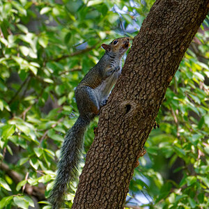 Squirrel With a Mouthful of Crunchy Treat.jpeg