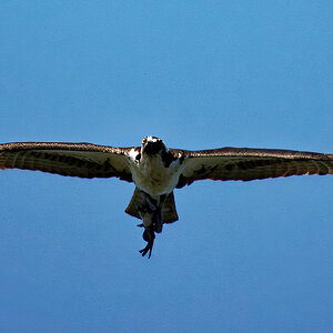 Osprey at the Lake!.jpg