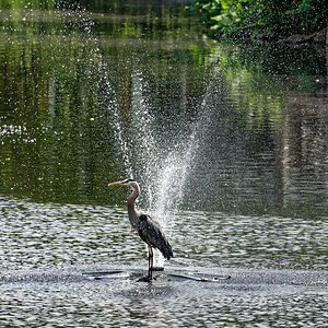 Alfred Enjoying a Refreshing Shower.jpeg