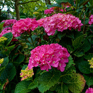 Hydrangea Bush in Bloom.jpeg