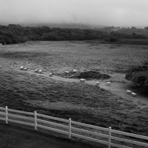 Mission Ranch - Carmel.jpg