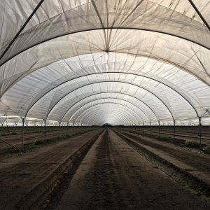 Watsonville farmland.JPG