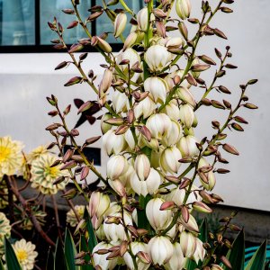 Yucca Gloriosa 2 - detail 11-2-23.jpg